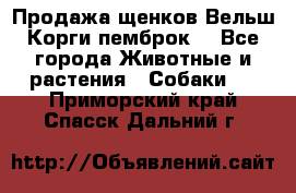 Продажа щенков Вельш Корги пемброк  - Все города Животные и растения » Собаки   . Приморский край,Спасск-Дальний г.